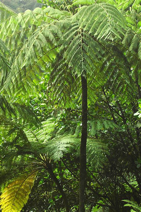 木生|石炭紀に繁栄した木生シダ植物はどのような植物？